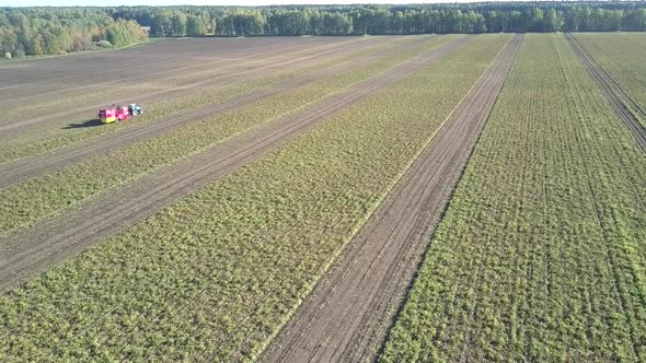 Drone Rises Over Uncut Potato Field with Harvester By Forest