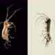 Crustacean Dulichia Sp. Under the Microscope, of the Dulichiidae Family - VideoHive Item for Sale