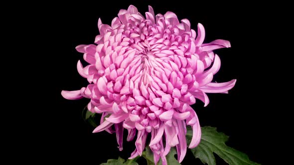 Beautiful Pink Chrysanthemum Flower Opening