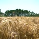 Field Of Wheat 2 - VideoHive Item for Sale