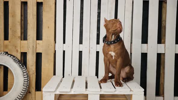 Cute Young American Pit Bull Terrier Sitting and Looking Around in Studio