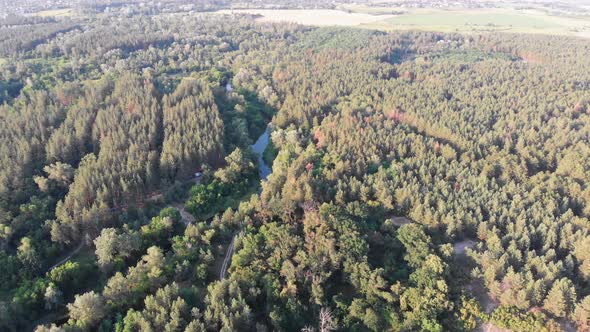 Aerial View of Riverbed Between Pine Forest. River Near Tops of Green Trees