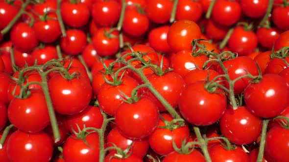 Organic Tomatoes Background On Market