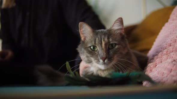 Petting Cat Lying on Sofa in Living Room