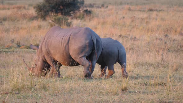 Mother and baby rhino walking 