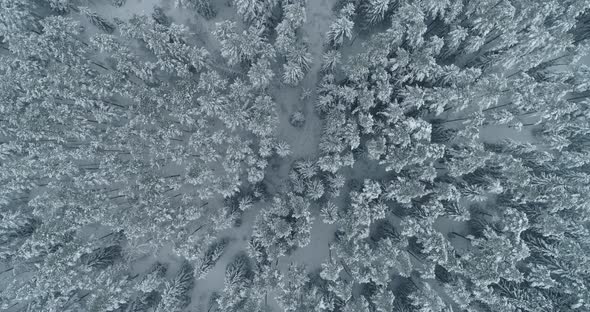 Aerial View of Winter Forest Snow Covered Frozen Trees Top Down Drone