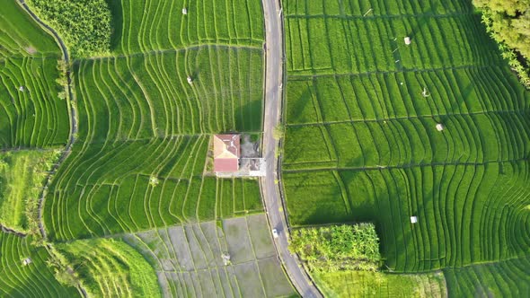 Golden Rice Fields in Canggu, Bali