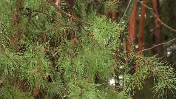 Green Branch Of A Pine-tree In Frosty Weather