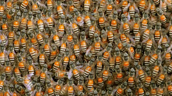 Closed-up shot of swarm of bees working on a honeycomb