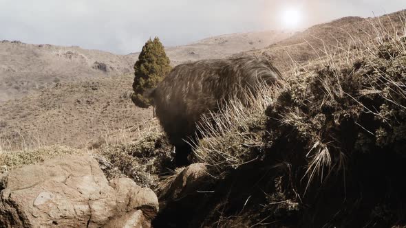 Black Sheep with Horns eating a Bush on Hillside.