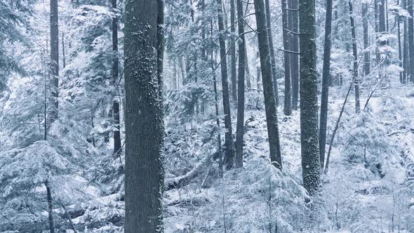 Winter Woodland With Snow Falling alt