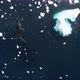 MS TS HA Whale swimming in water covered with ice floes / Antarctic Peninsula, Antarctica - VideoHive Item for Sale