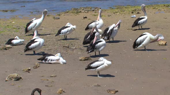 Australian Pelicans at the beach 