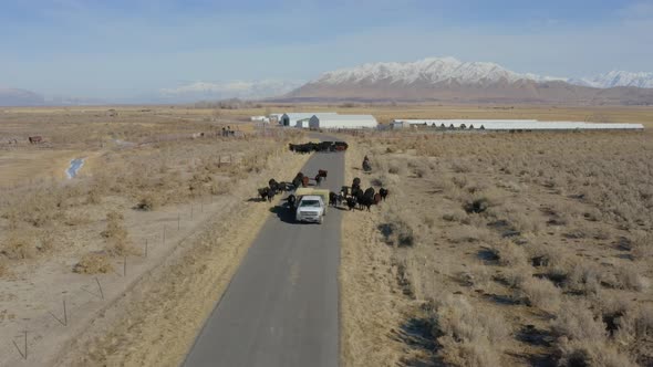 Drone shot of a herd of cows following a flatbed truck carrying bales of hay down a rural road, snow