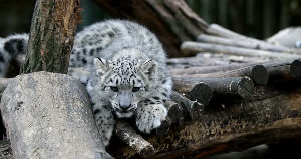 playful baby kitten of Snow Leopard cat, Irbis