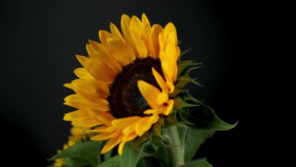 Rotating Footage of Sunflowers