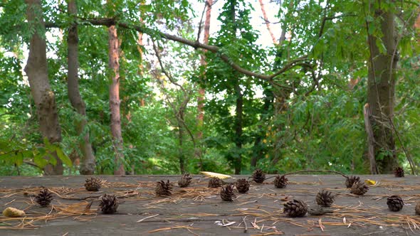 Pine Cones in Forest