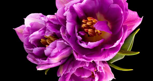 Purple Tulips. Close-up of a Bouquet of Tulips on a Black Background. Beautiful Bouquet of Colorful