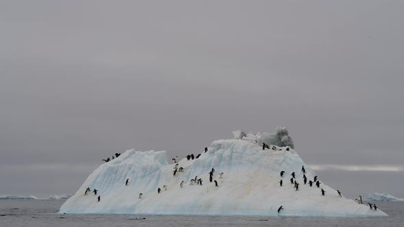 Adelie Penguins on the Iceberg in Antarctica