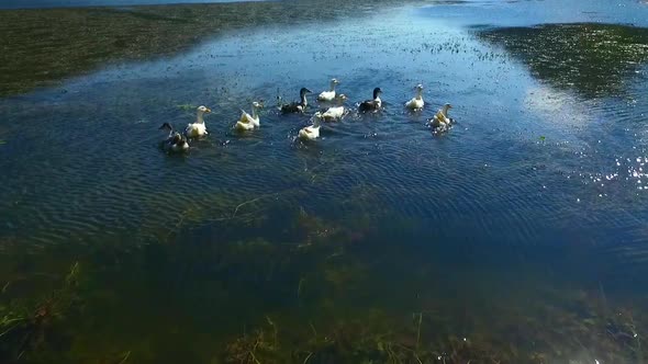 Ducks on the lake.