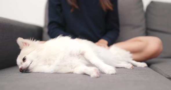 Pomeranian dog lying on sofa