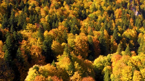 Autumn mountain forest, Scenic Aerial View of Autumn Colors, Trees, Forests