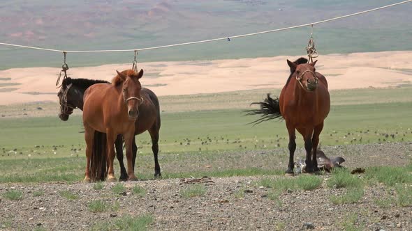 Mongolian Horses Tied on Rope Holder