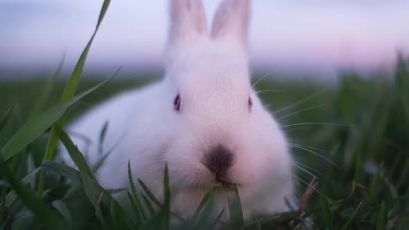 White Tasty Bunny Eats Green Grass Close Up Shot