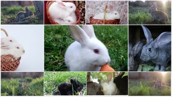 Collage of Rabbits Many Rabbits Beautiful Rabbits Concept of the Easter