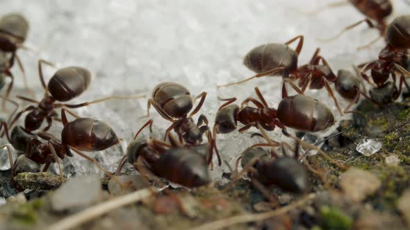 Extreme Close-up of a Red Ant Eating Sugar Crumbs in Summer Day, Macro