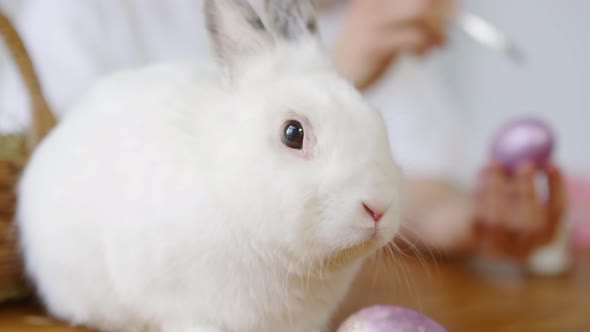 Adorable Easter Bunny Looking at Camera