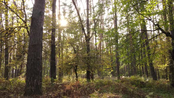 Autumn Forest with Trees By Day