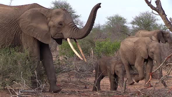 An old female elephant with her small calf holds her trunk up smelling the air. The elephant is demo