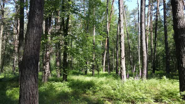 Trees in the Forest By Summer Day