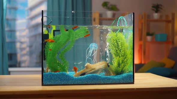 Aquarium on the Table in the Living Room Close Up