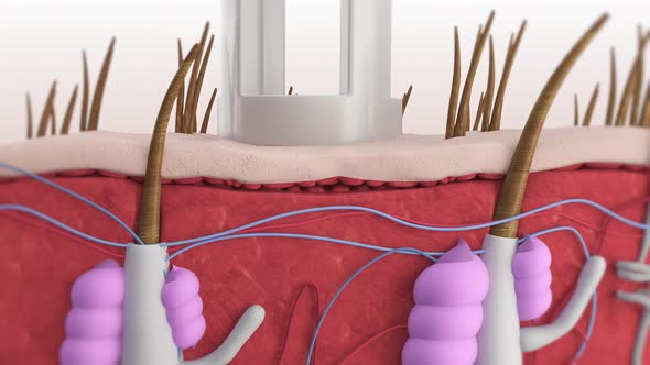 medical human anatomy animated video