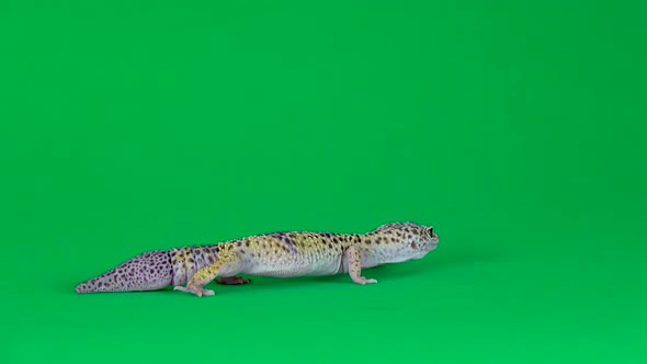 Yellow and Brown Spotted Leopard Gecko Eublefar Isolated at Green Screen