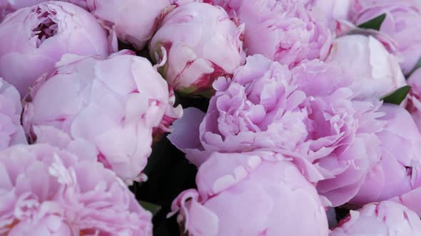 Beautiful Pink Peony