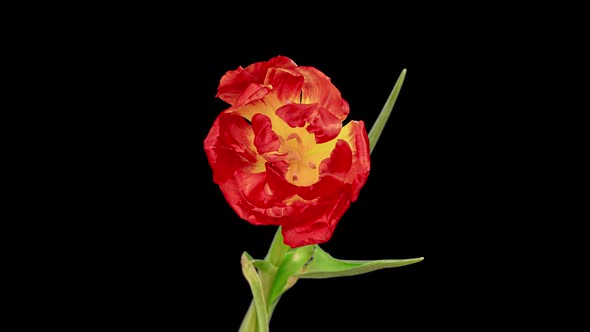 Top View Growing Red Bud Tulip Flower
