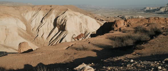 Alpha Male ibex with large horns climbs down a cliff