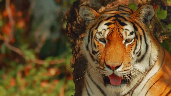 Siberian Tiger Facing the Camera