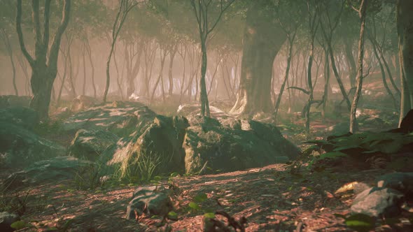 Sunrays in a Forest on a Hazy Morning alt