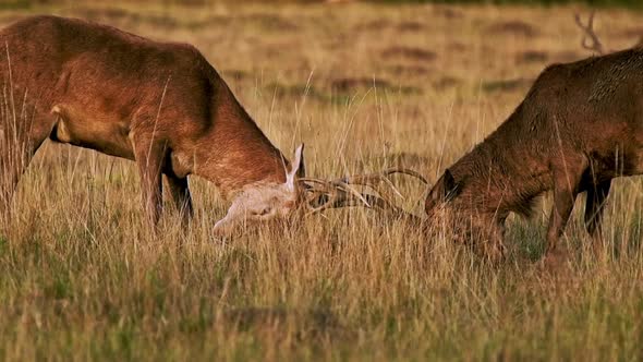 Slow motion of Male Red Deer Stag (cervus elaphus) during deer rut, rutting and clashing antlers, Br