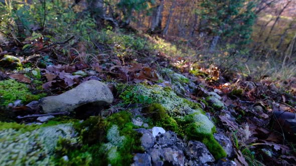 First Frost on the Dry Grass