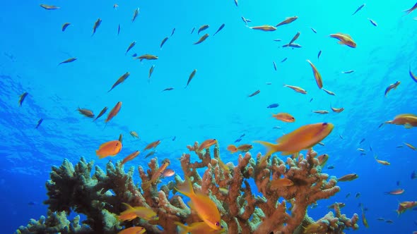 Tropical Colourful Fish