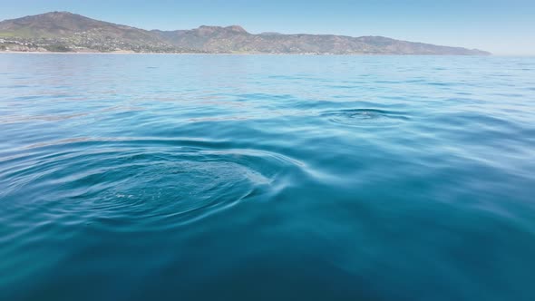 Sea Mammals Activity in Deep Waves with Beautiful Coastline in the Background