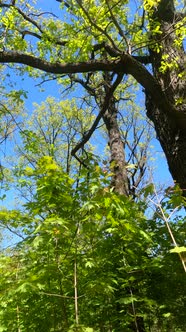 Vertical Video of the Forest in the Spring