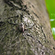 Insect Sitting On A Tree 2 - VideoHive Item for Sale