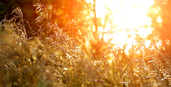 Wheat Field At Sunset