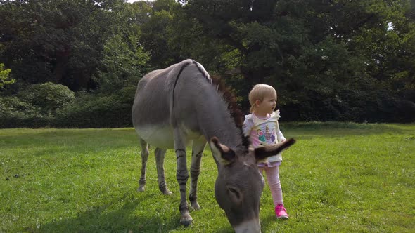 Cute Little Girl Petting A Grazing Donkey